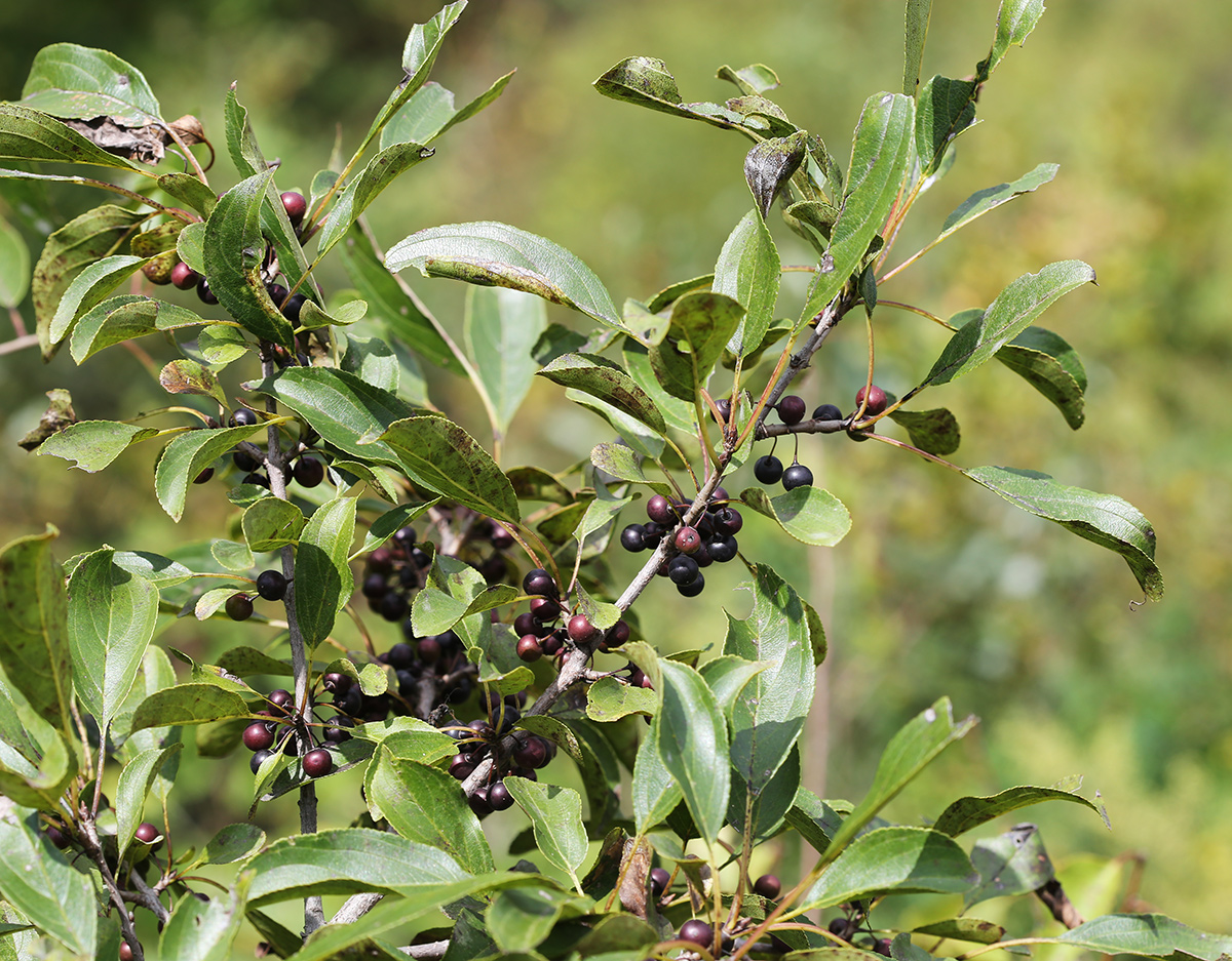 Изображение особи Rhamnus ussuriensis.