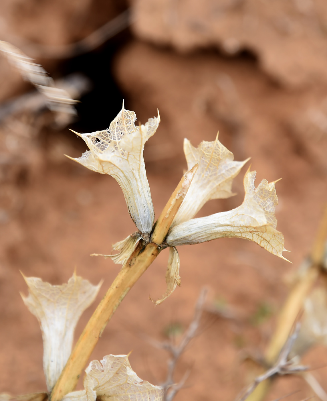 Изображение особи Eremostachys tuberosa.