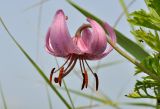 Photo Lilium cernuum