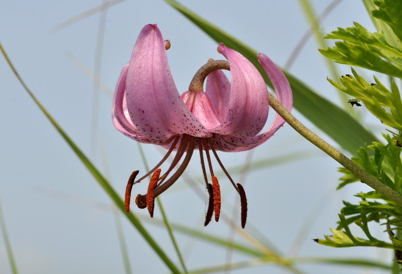 Image of Lilium cernuum specimen.