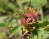 Rosa pulverulenta. Плод. Кабардино-Балкария, Черекский р-н, северо-восточный склон горы Эркедыген, ≈ 2400 м н.у.м., альпийский луг. 29.07.2024.