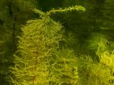 Myriophyllum verticillatum