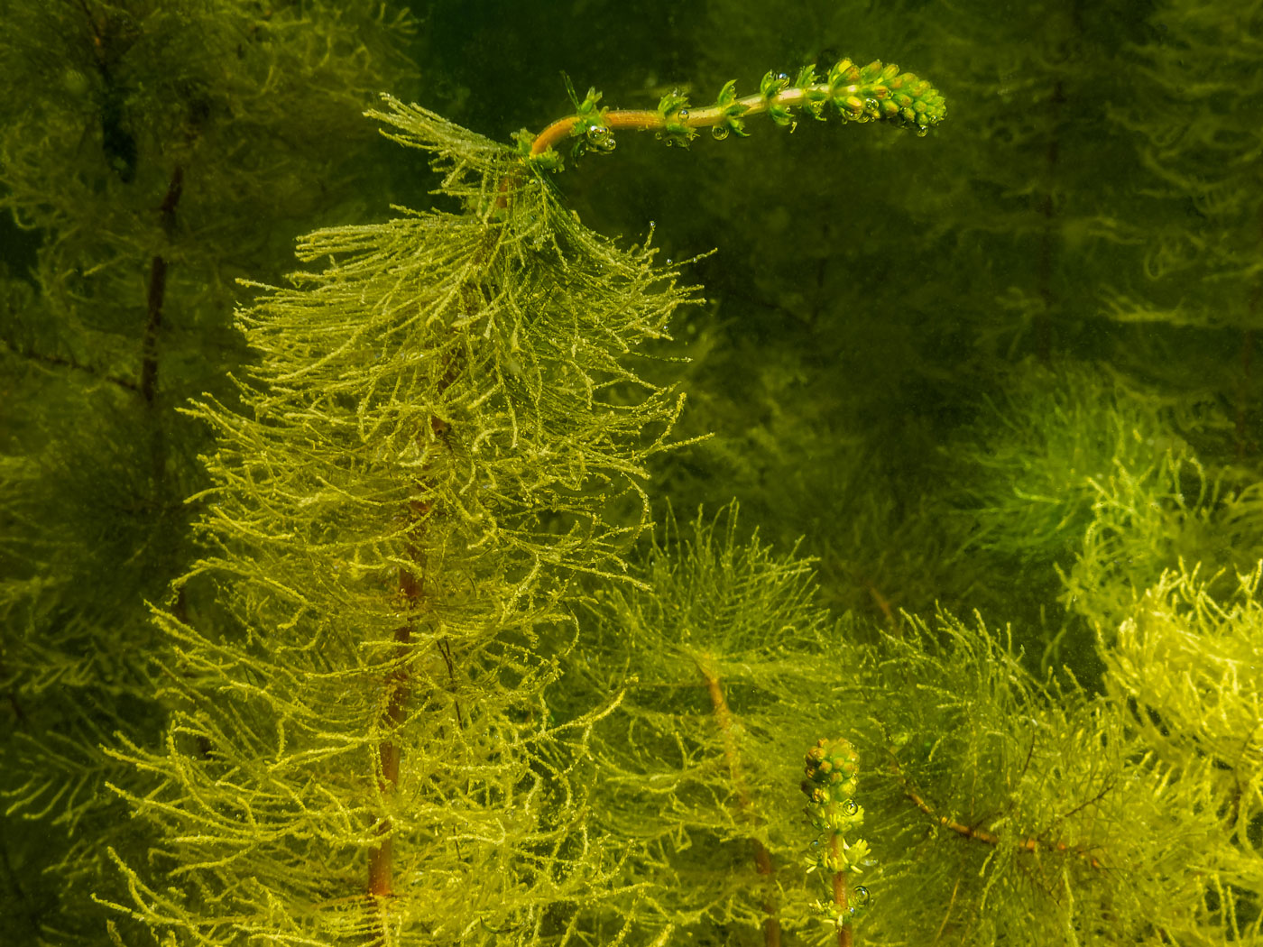 Изображение особи Myriophyllum spicatum.