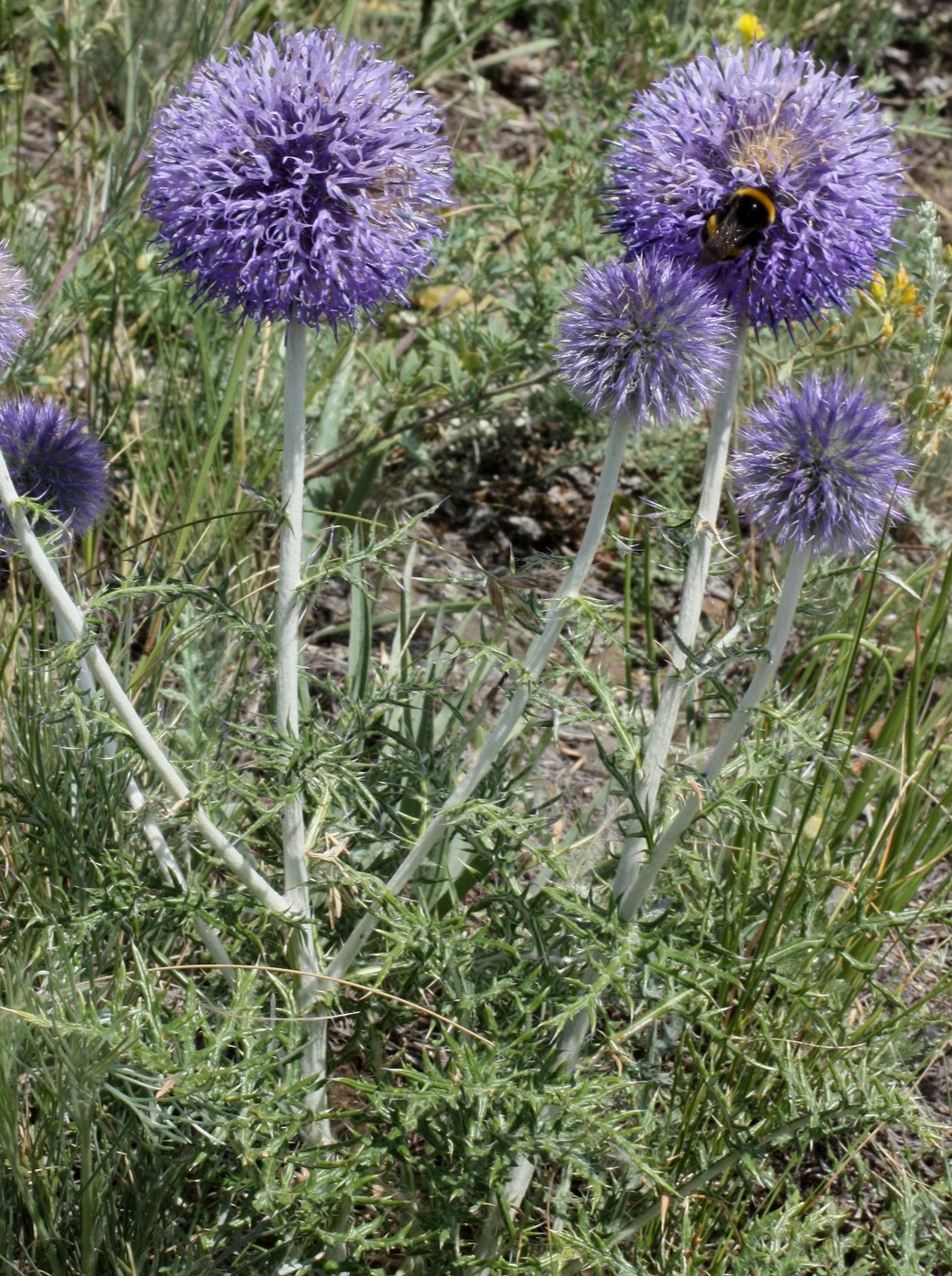 Изображение особи Echinops ruthenicus.