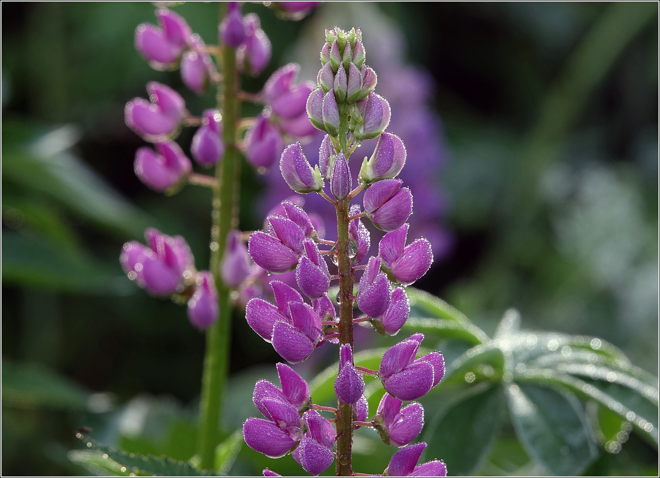 Изображение особи Lupinus polyphyllus.