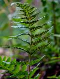 Dryopteris cristata. Верхушка вайи с сорусами (вид на абаксиальную поверхность). Московская обл., Дмитровский гор. округ, окр. оз. Свиное, опушка смешанного леса. 21.07.2024.