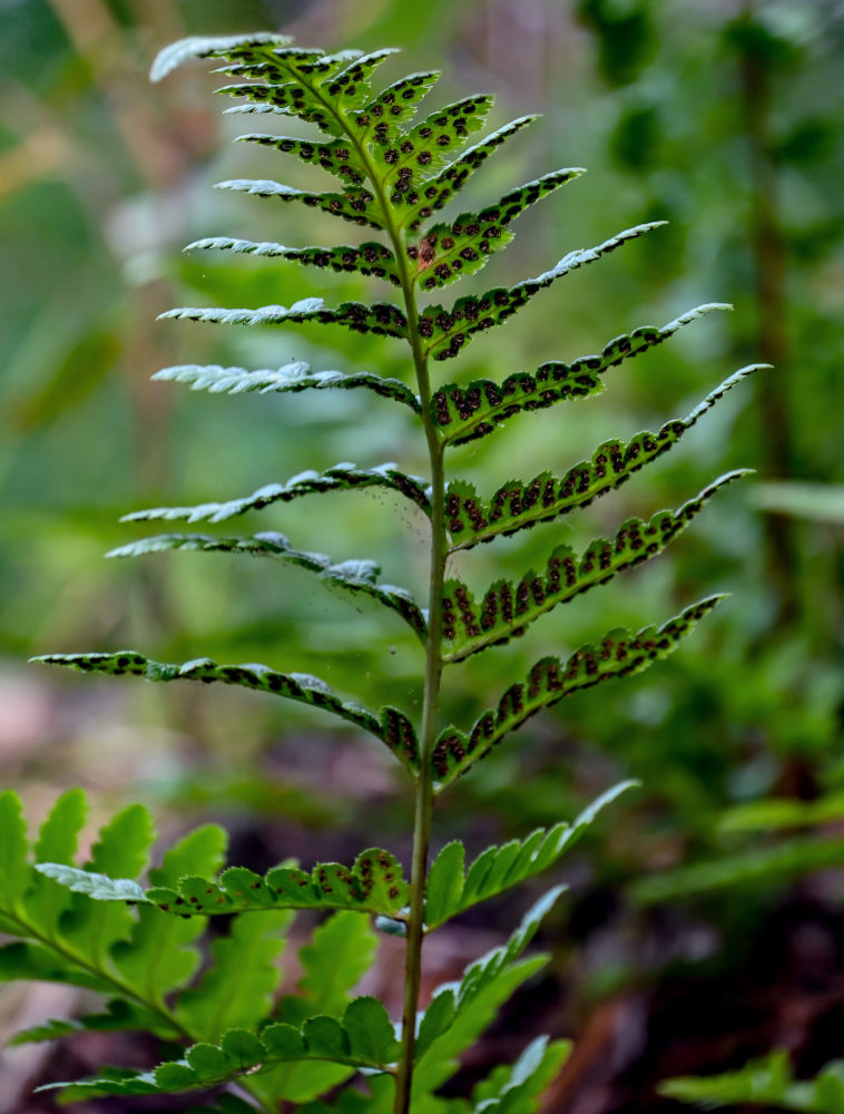 Image of Dryopteris cristata specimen.