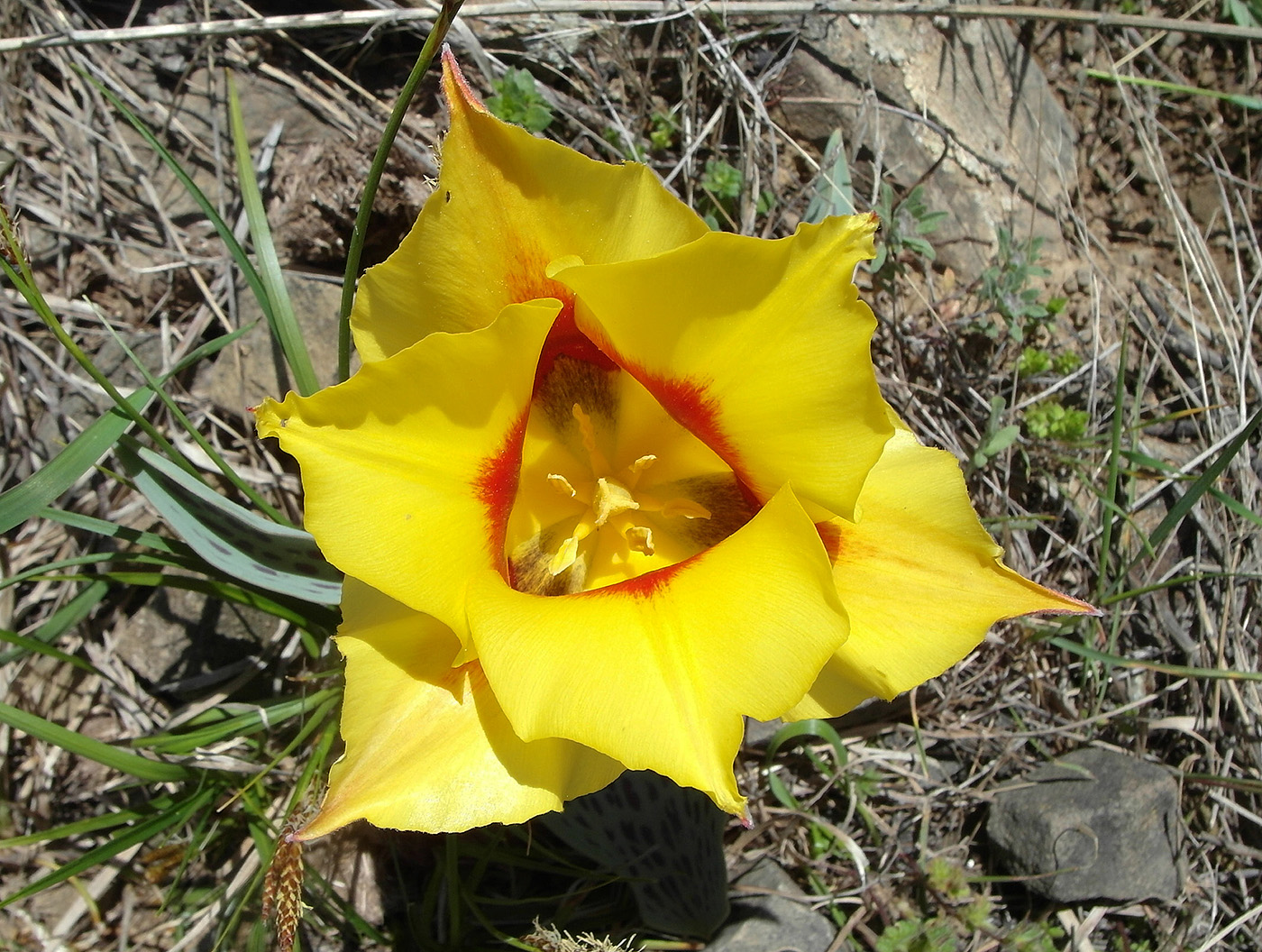 Image of Tulipa greigii specimen.