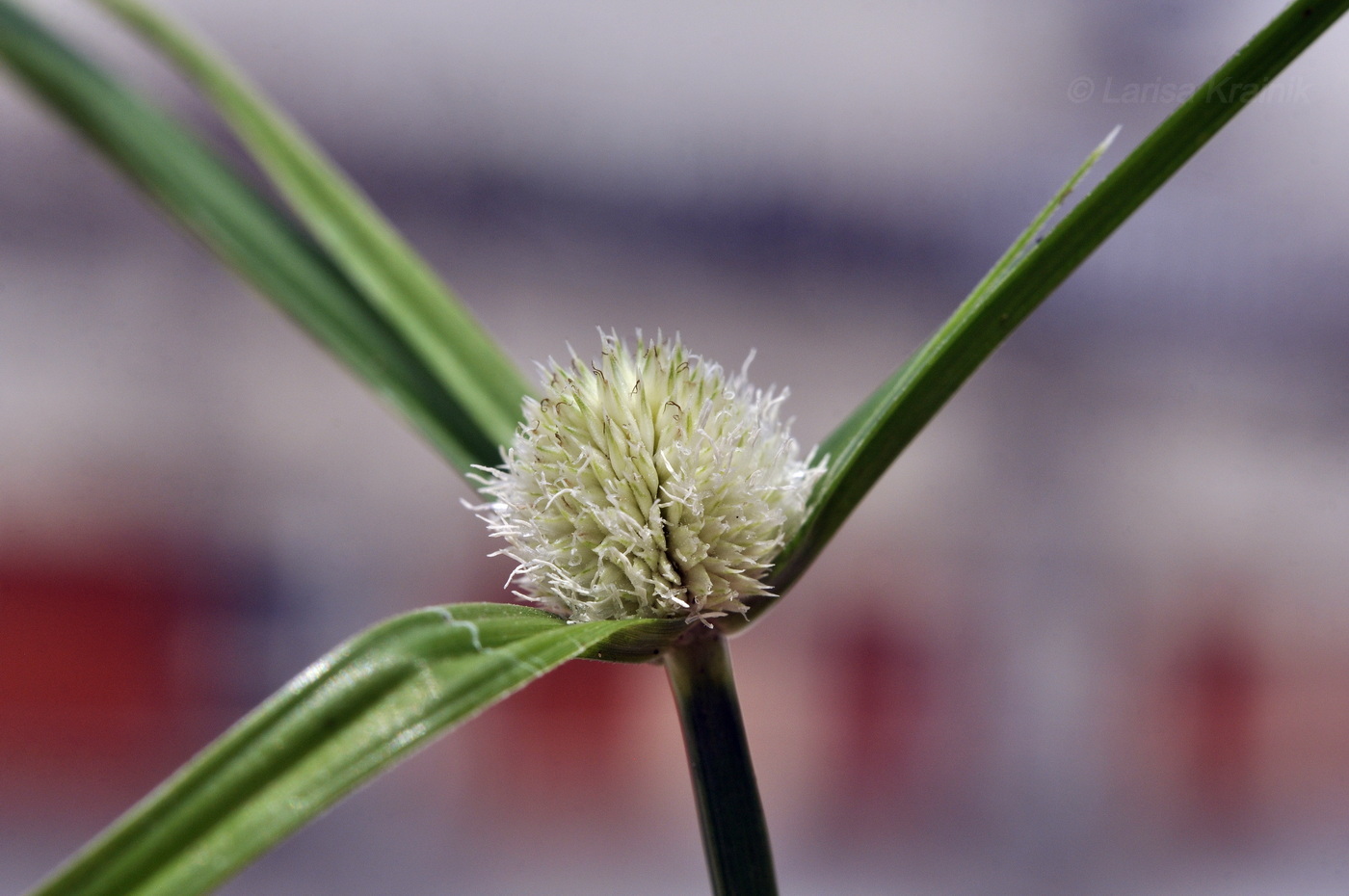 Image of Kyllinga nemoralis specimen.