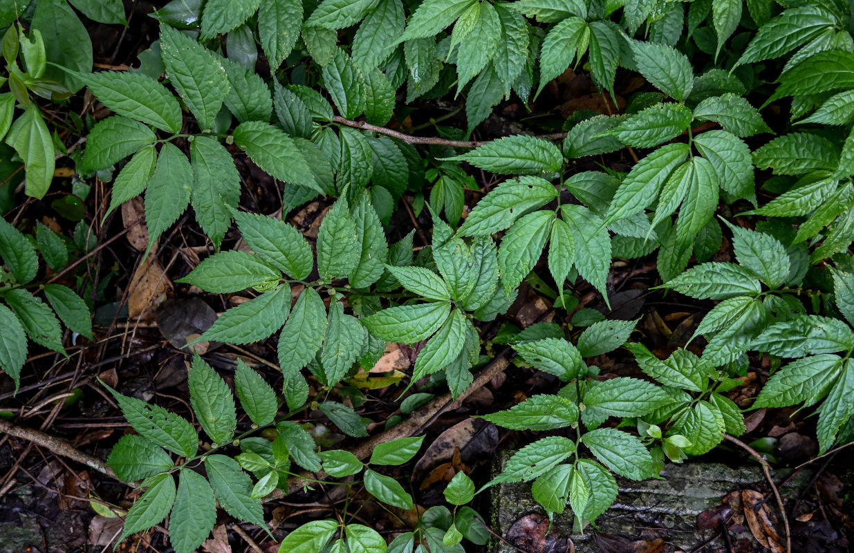 Image of Elatostema cyrtandrifolium specimen.