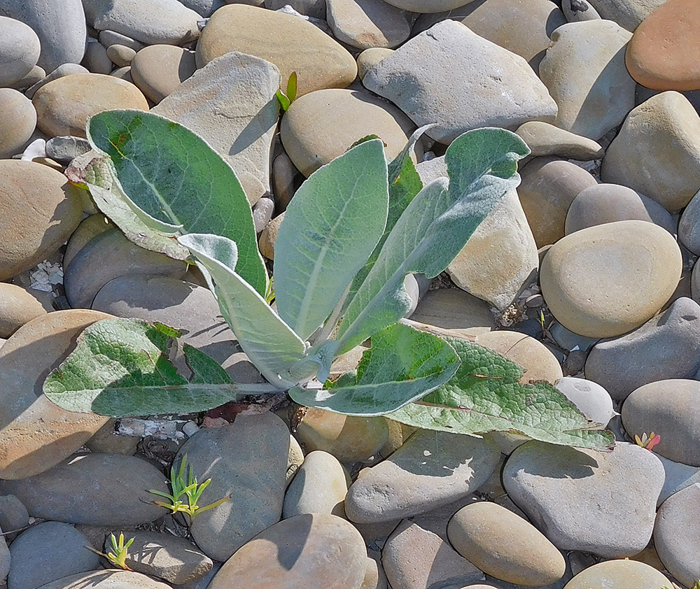 Изображение особи Verbascum gnaphalodes.