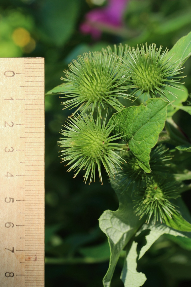 Изображение особи Arctium lappa.