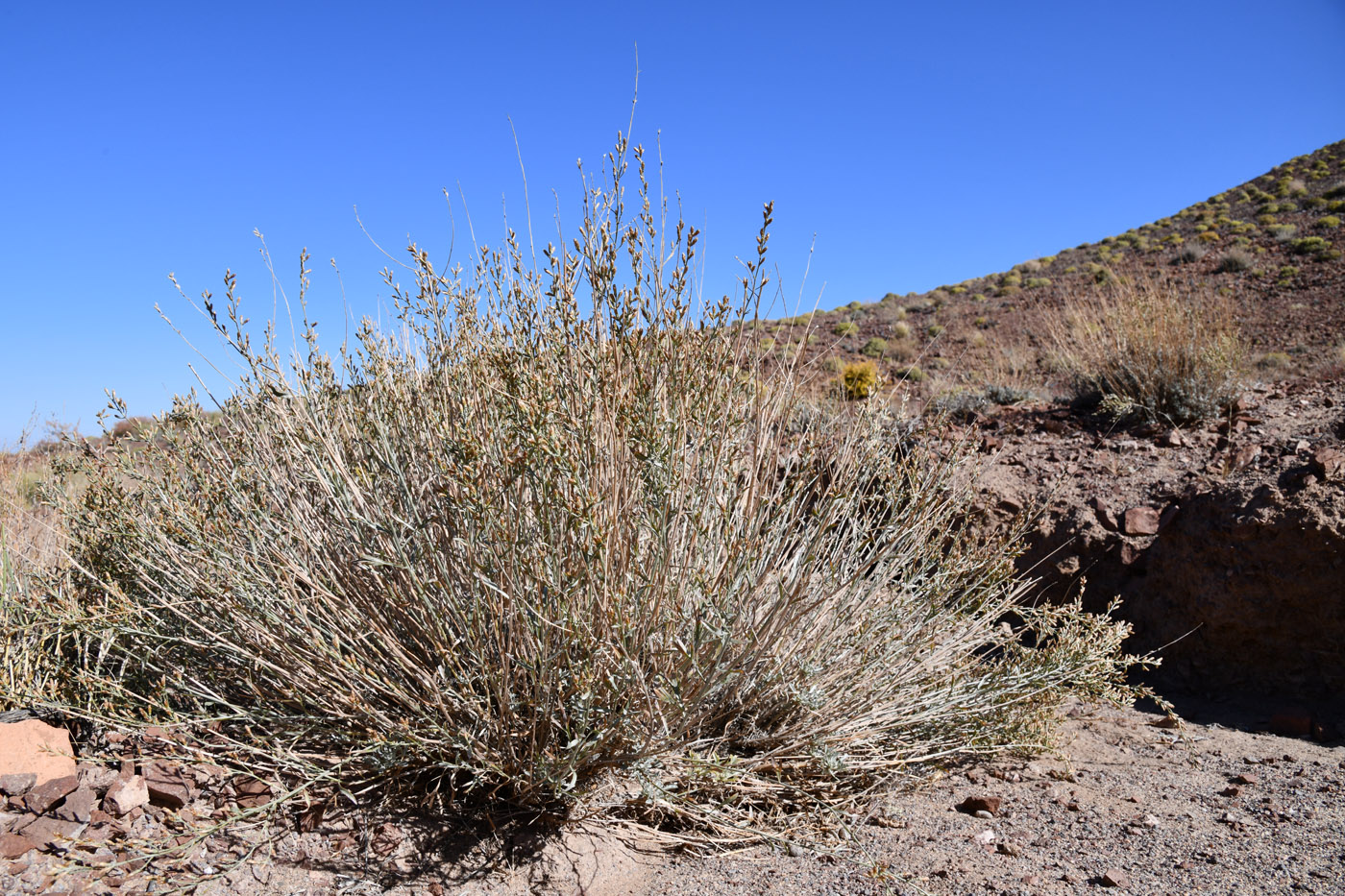 Image of Artemisia juncea specimen.