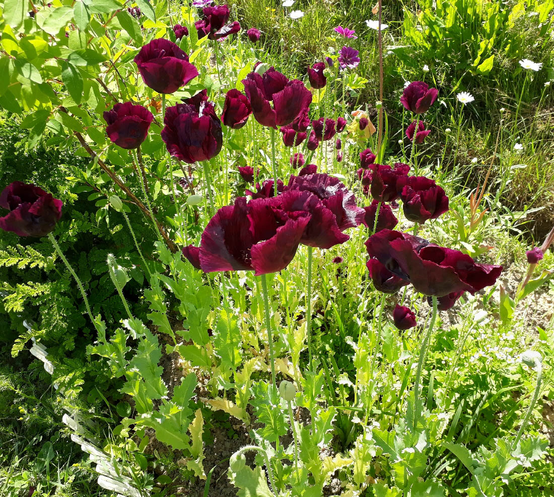 Изображение особи Papaver somniferum.