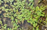 Potamogeton natans