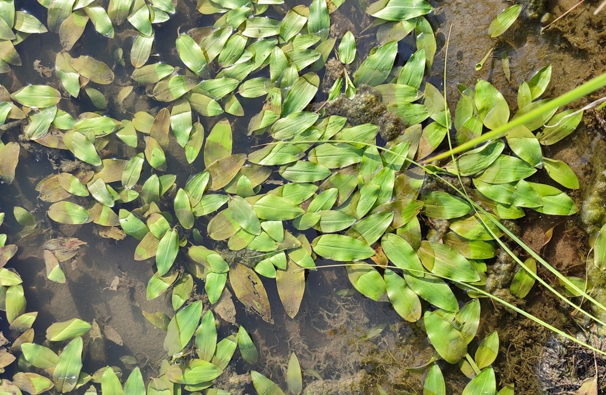 Изображение особи Potamogeton natans.