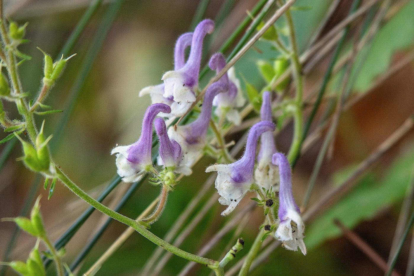 Image of Aconitum alboviolaceum specimen.