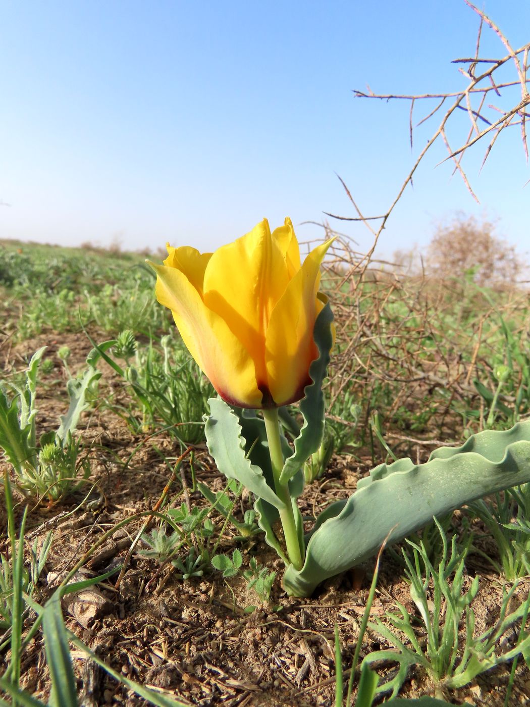 Изображение особи Tulipa borszczowii.