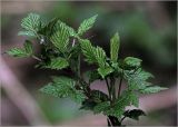 View full-size image Rubus idaeus