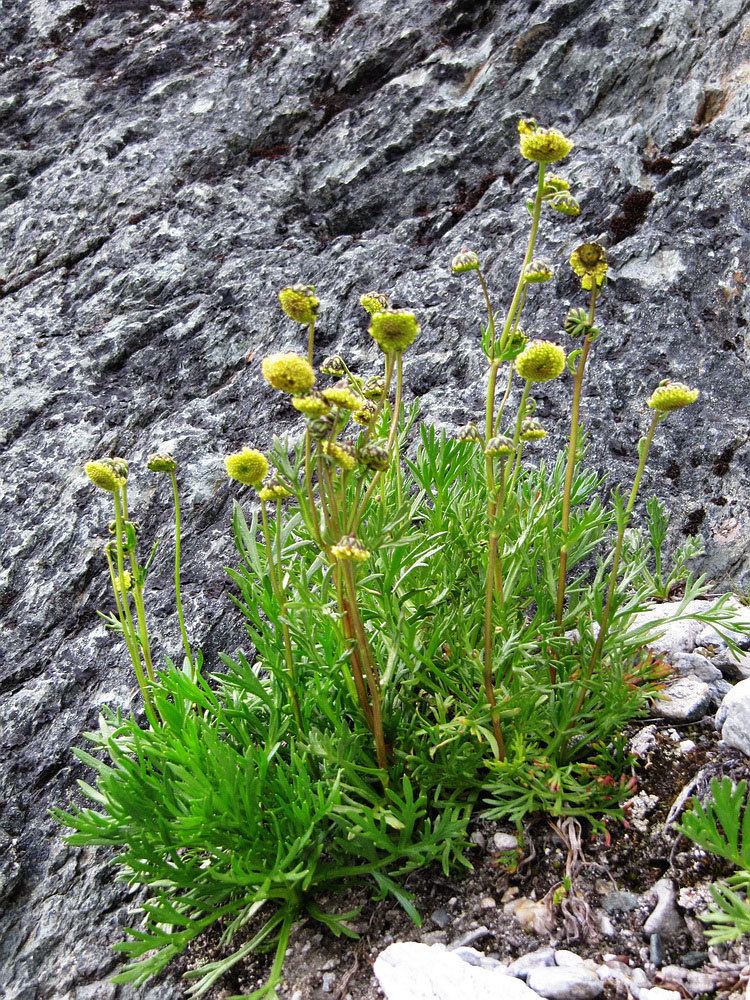 Изображение особи Artemisia norvegica.