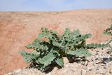 Смотреть изображение род Astragalus