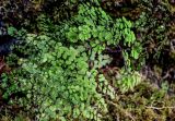 View full-size image Adiantum capillus-veneris