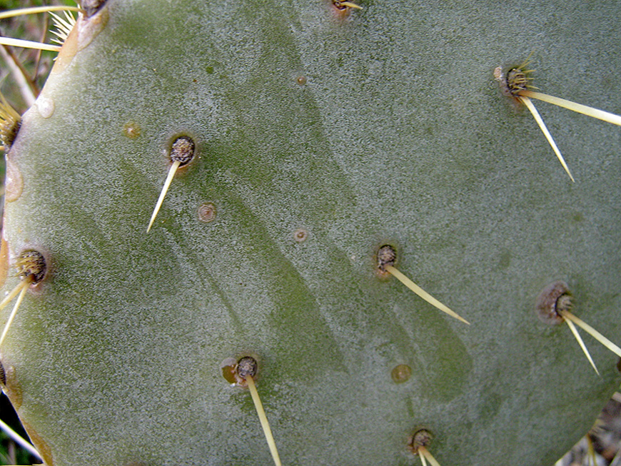 Image of genus Opuntia specimen.