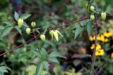 Смотреть изображение Clematis serratifolia