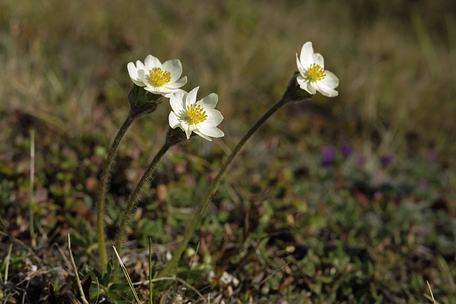 Изображение особи Anemonastrum sibiricum.