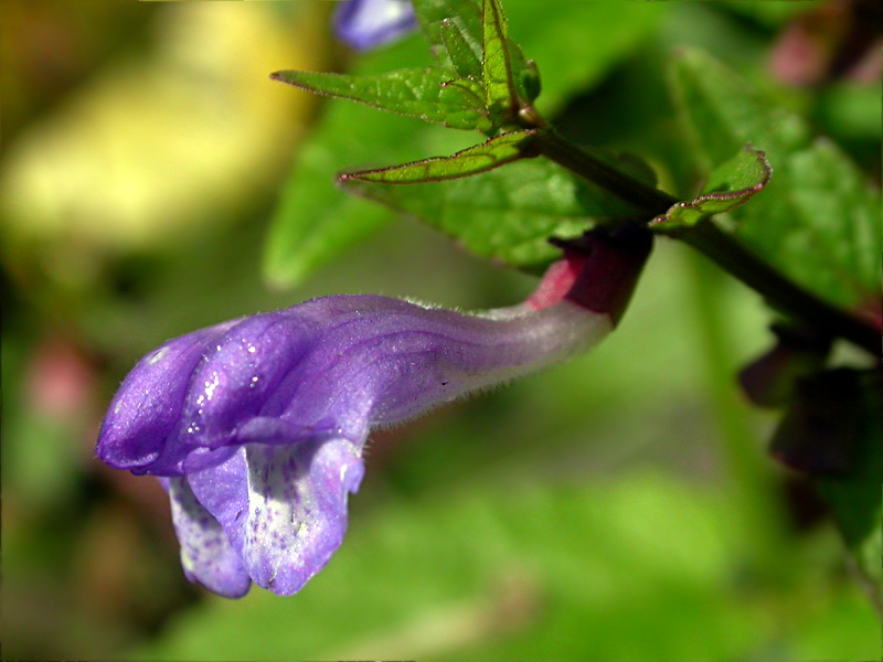 Image of Scutellaria galericulata specimen.