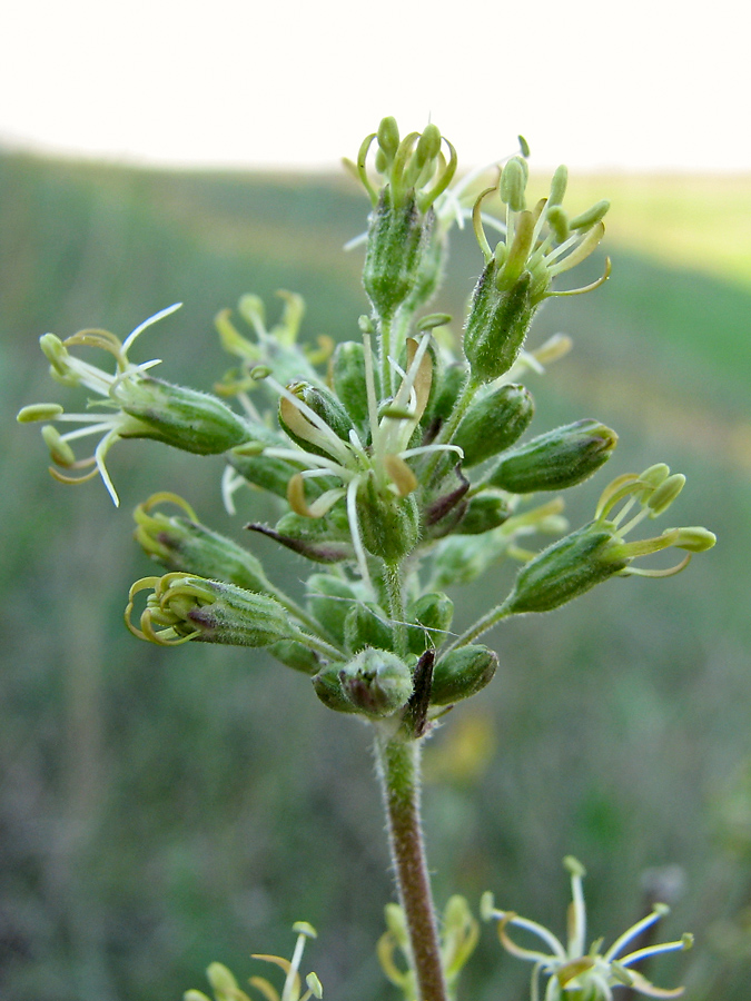 Image of Silene graniticola specimen.