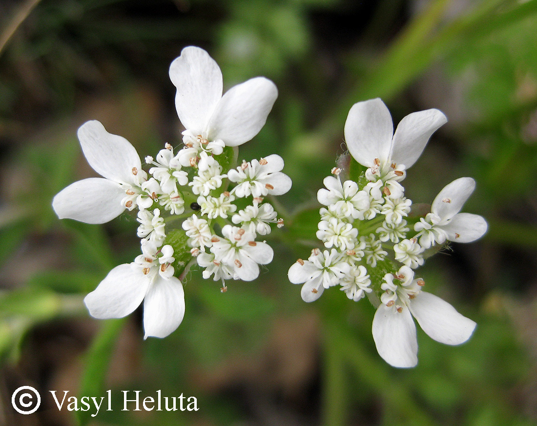 Изображение особи Orlaya daucoides.