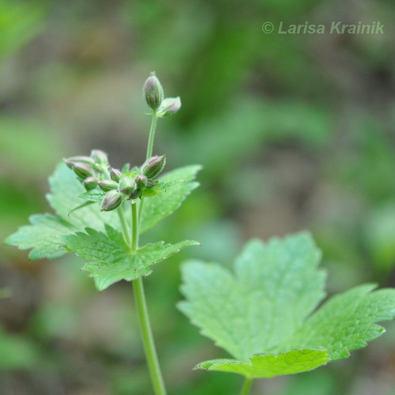 Image of Geranium platyanthum specimen.