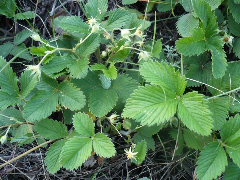 Изображение особи Fragaria viridis.