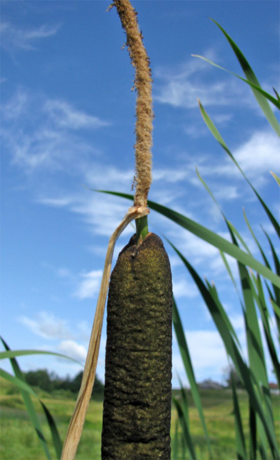 Изображение особи Typha intermedia.