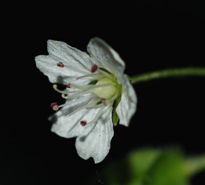 Изображение особи Pseudostellaria japonica.