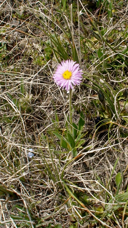 Image of Erigeron venustus specimen.