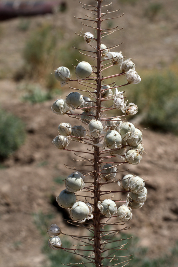 Image of Eremurus olgae specimen.