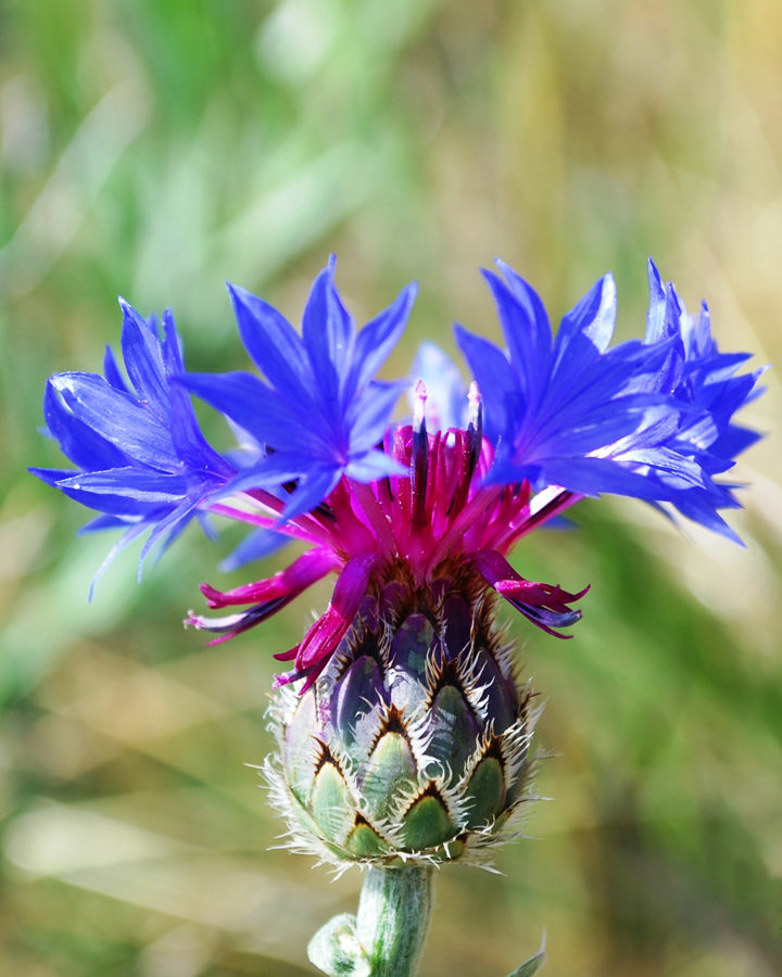 Image of Centaurea depressa specimen.