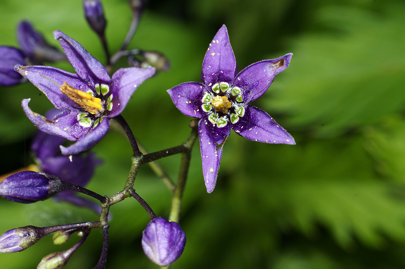 Изображение особи Solanum dulcamara.