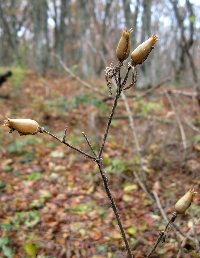 Image of Silene viridiflora specimen.