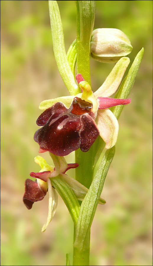 Image of Ophrys mammosa ssp. caucasica specimen.