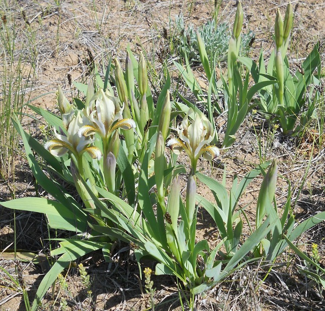 Image of Iris scariosa specimen.