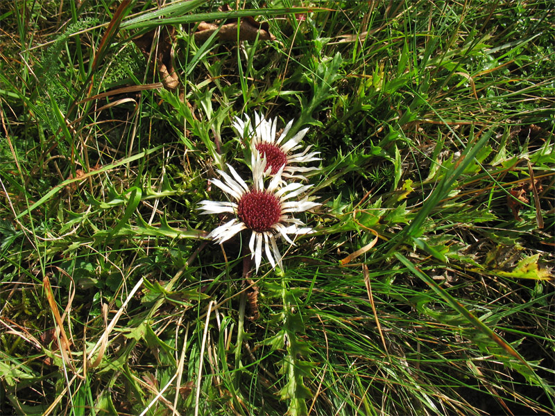 Image of Carlina acaulis specimen.