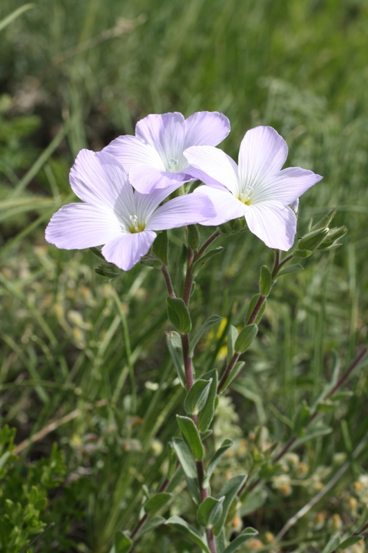 Image of Linum lanuginosum specimen.