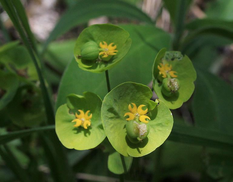 Изображение особи Euphorbia glaberrima.