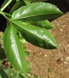 Passiflora edulis. Лист (вид с обратной стороны). Израиль, Шарон, г. Герцлия, в культуре. 20.05.2012.