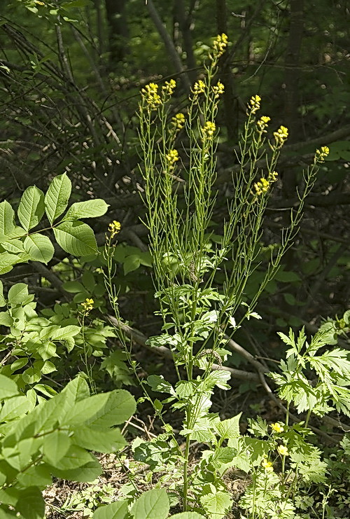 Image of Barbarea vulgaris specimen.