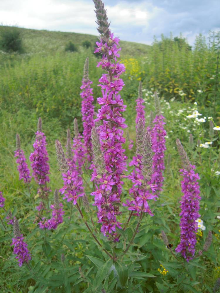 Изображение особи Lythrum salicaria.