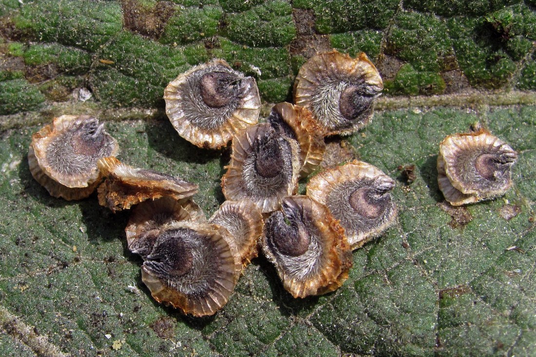 Image of Alcea rugosa specimen.